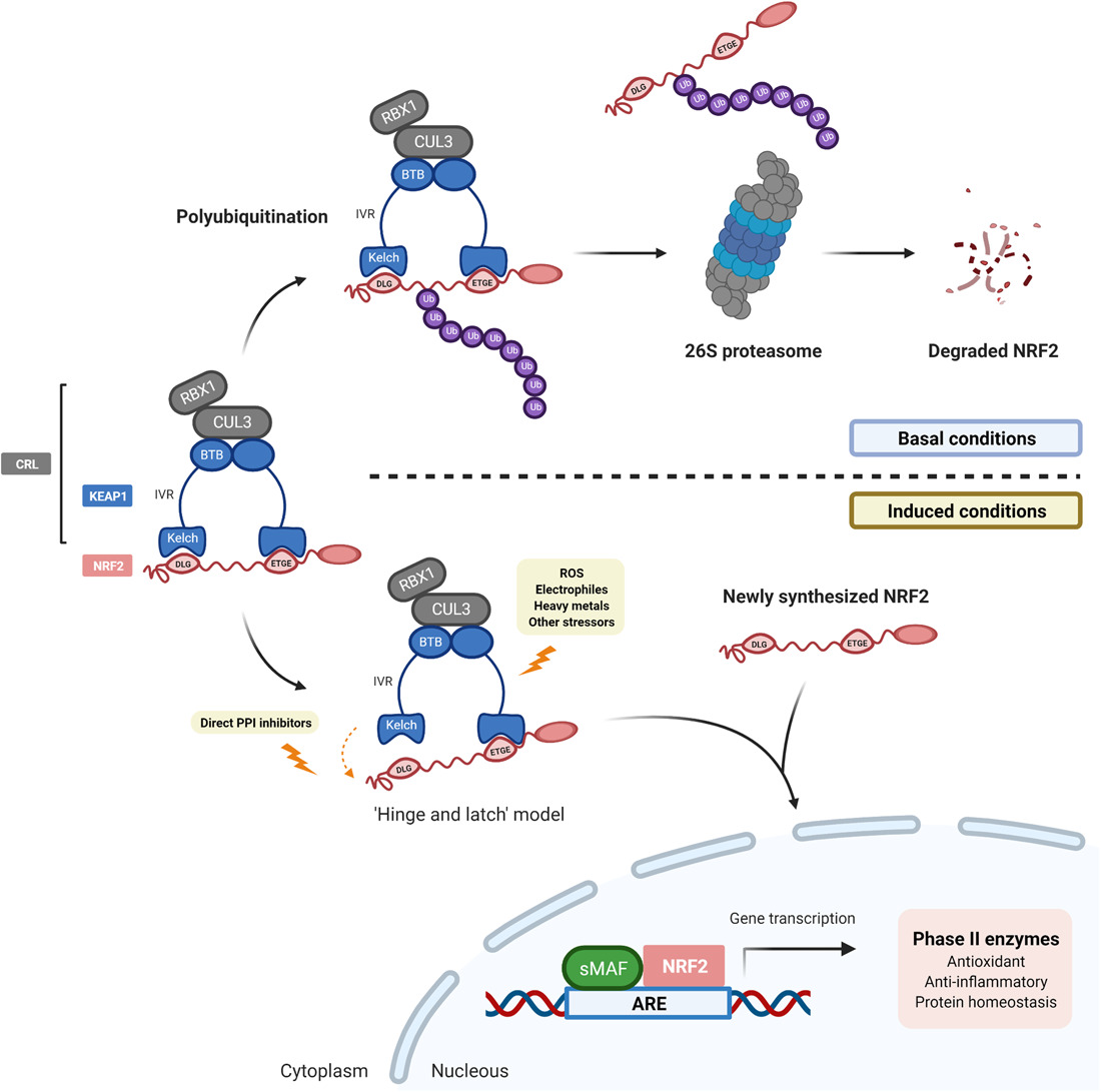KEAP1NRF2 proteinprotein interaction inhibitors Design